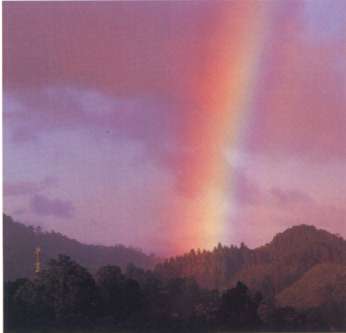 ����R �i���̉F��