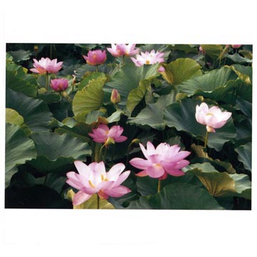 ��ƊC�|���